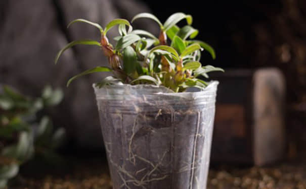 为什么家里不能种石斛