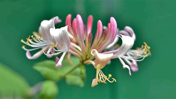 金银花的功效与作用