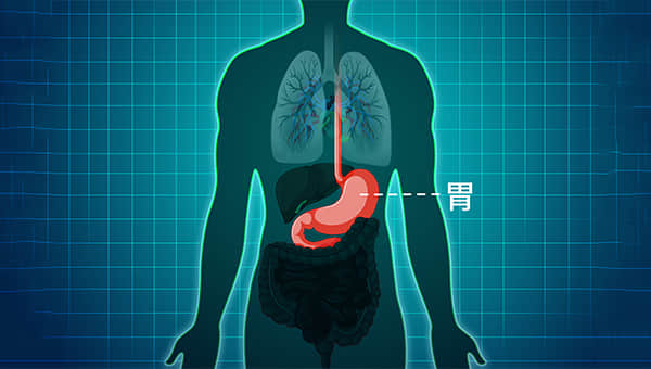 胃在哪里的位置图