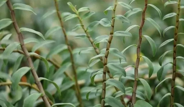 铁皮石斛功能与主治 铁皮石斛功能与主治