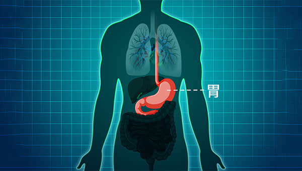 胃在哪里的位置图.jpg